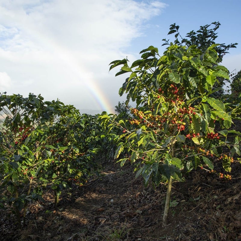 Objetivos ambientales Starbucks®