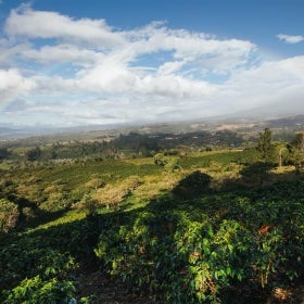 Café de origen etico
