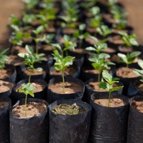 Café de origen ético